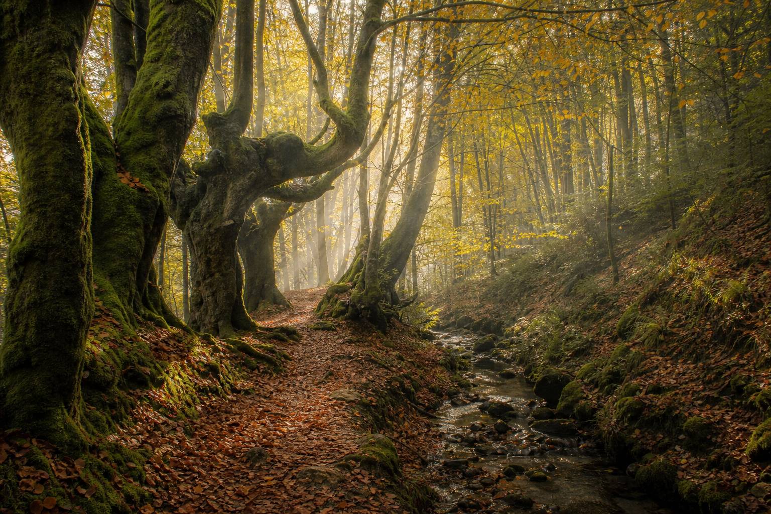 Bosques encantados para visitar en España: rutas tranquilas entre paisajes singulares